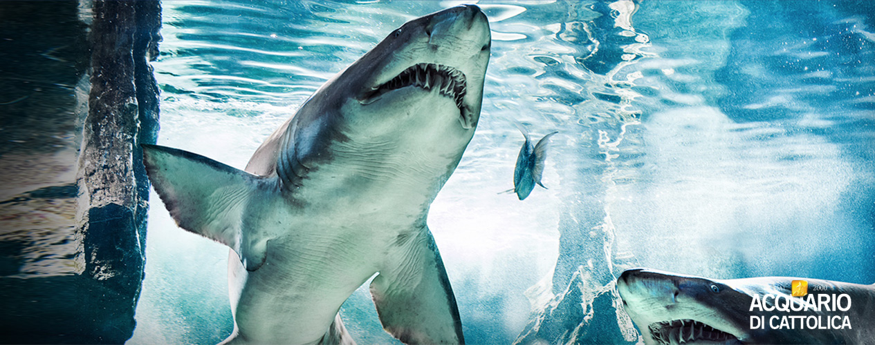 Acquario di Cattolica